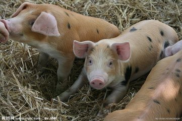 乳豬飼養管理該怎么抓？